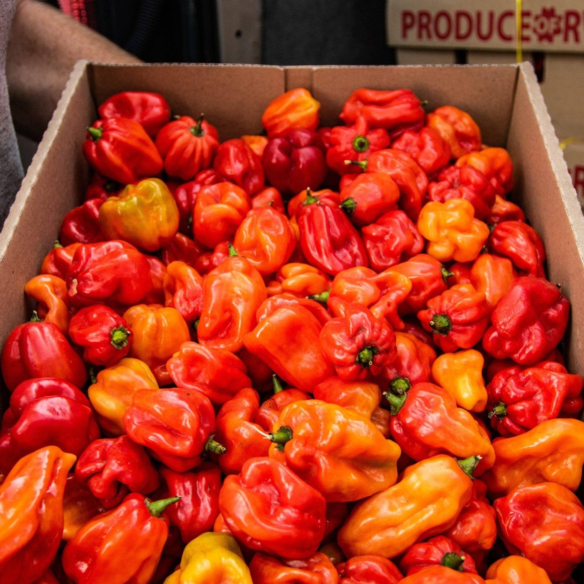 Habanero Chilli Jam | 190g | Chilli Mash Company | Medium Heat - One Stop Chilli Shop