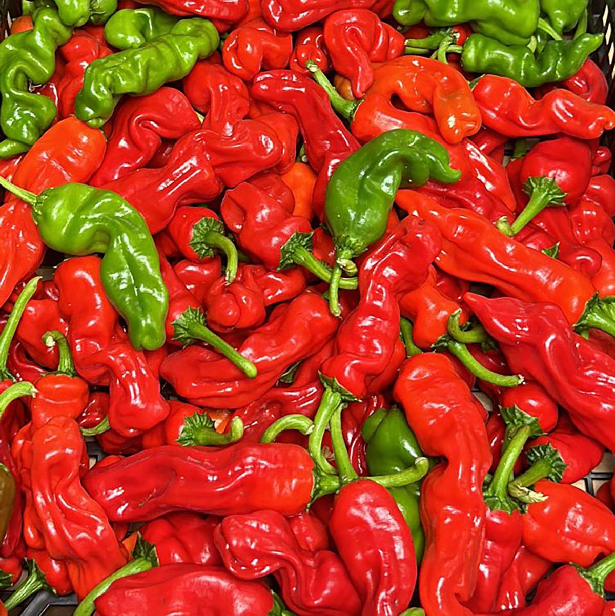 Fresh Peter Pepper Chillies - 1kg - Grown in the UK - One Stop Chilli Shop