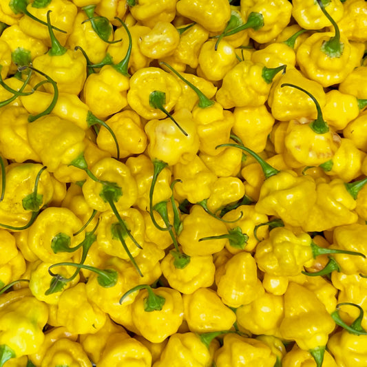 Yellow Bumpy Habanero Chillies | 1kg | UK Grown | Premium Quality & Fiery Heat - One Stop Chilli Shop